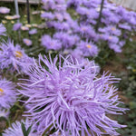 Load image into Gallery viewer, Aster, China, &#39;Hazaster Hagen Light Blue&#39;
