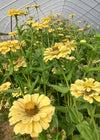 Zinnia, 'Isabellina'