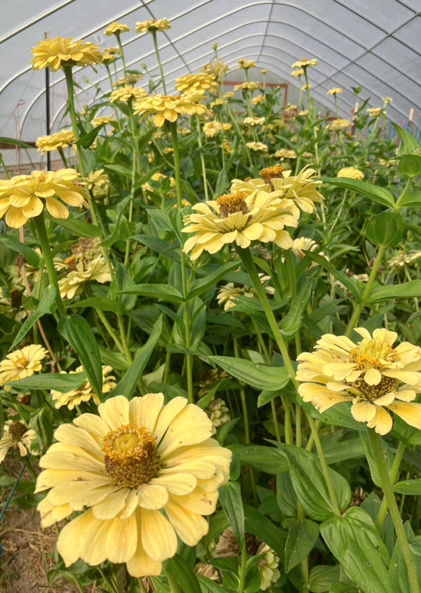 Zinnia, 'Isabellina'