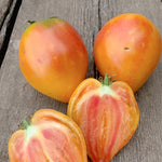 Load image into Gallery viewer, Tomato, &#39;Midnight Sun&#39;
