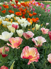 Load image into Gallery viewer, Poppy, California, &#39;California Mix&#39;
