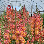 Load image into Gallery viewer, Snapdragon, &#39;Orange Wonder&#39;
