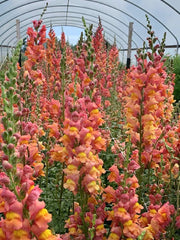 Load image into Gallery viewer, Snapdragon, &#39;Orange Wonder&#39;
