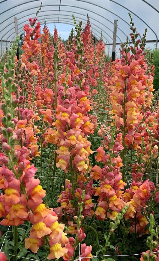 Snapdragon, 'Orange Wonder'