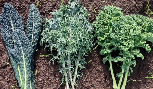 Kale, 'A Tale of 3 Kales'