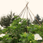 Load image into Gallery viewer, Four O&#39;Clocks, &#39;Full Moon&#39;
