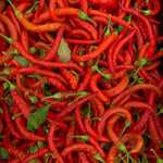 Load image into Gallery viewer, Hot Pepper, &#39;Aci Sivri&#39;
