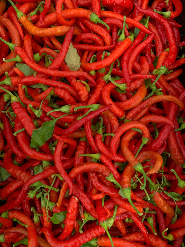Hot Pepper, 'Aci Sivri'