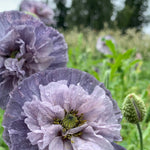 Load image into Gallery viewer, Poppy, Shirley, &#39;Amazing Grey&#39;
