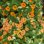 Load image into Gallery viewer, Nasturtium, &#39;Alaska&#39;
