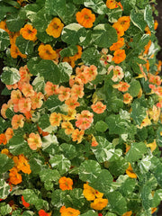 Load image into Gallery viewer, Nasturtium, &#39;Alaska&#39;
