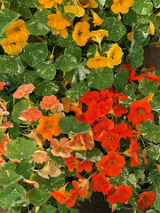 Load image into Gallery viewer, Nasturtium, &#39;Alaska&#39;
