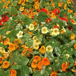 Load image into Gallery viewer, Nasturtium, &#39;Alaska&#39;
