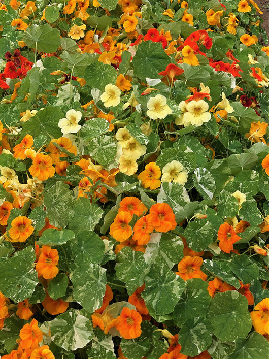 Nasturtium, 'Alaska'