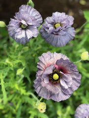 Load image into Gallery viewer, Poppy, Shirley, &#39;Amazing Grey&#39;
