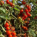 Load image into Gallery viewer, Tomato, &#39;Annarita&#39;
