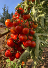 Tomato, 'Annarita'