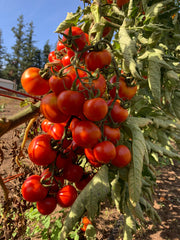 Load image into Gallery viewer, Tomato, &#39;Annarita&#39;
