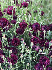 Load image into Gallery viewer, Bachelor&#39;s Button, &#39;Black Ball&#39;
