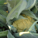 Load image into Gallery viewer, Cauliflower, &#39;Broccolo di Bassano (il Bonorivo)&#39;
