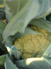 Load image into Gallery viewer, Cauliflower, &#39;Broccolo di Bassano (il Bonorivo)&#39;
