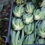 Load image into Gallery viewer, Cauliflower, &#39;Broccolo di Bassano (il Bonorivo)&#39;
