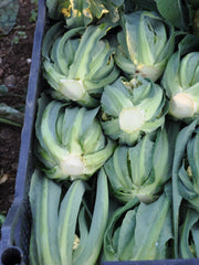 Load image into Gallery viewer, Cauliflower, &#39;Broccolo di Bassano (il Bonorivo)&#39;
