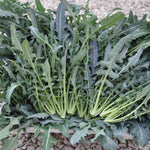 Load image into Gallery viewer, Broccoli, &#39;Broccolo Fiolaro di Creazzo&#39;
