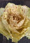 Radicchio (Variegato di Castelfranco), 'Mirabella'