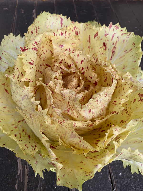 Radicchio (Variegato di Castelfranco), 'Mirabella'