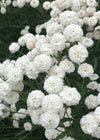 Pearl Yarrow, 'Double Diamond'