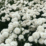 Load image into Gallery viewer, Pearl Yarrow, &#39;Double Diamond&#39;
