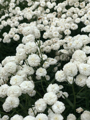 Load image into Gallery viewer, Pearl Yarrow, &#39;Double Diamond&#39;
