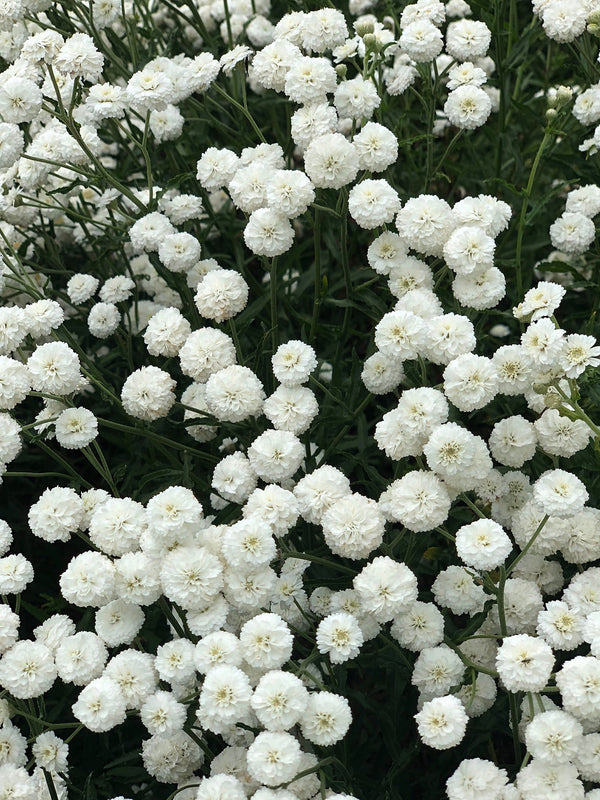 Pearl Yarrow, 'Double Diamond'