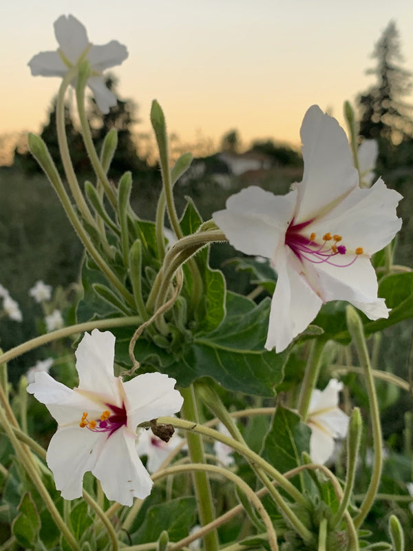 Four O'Clocks, 'Fairy Trumpets'