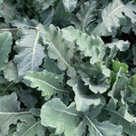 Load image into Gallery viewer, Broccoli, &#39;Broccolo Fiolaro di Creazzo&#39;
