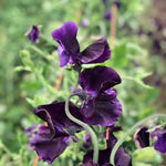 Load image into Gallery viewer, Sweet Pea, &#39;Just Jenny&#39;
