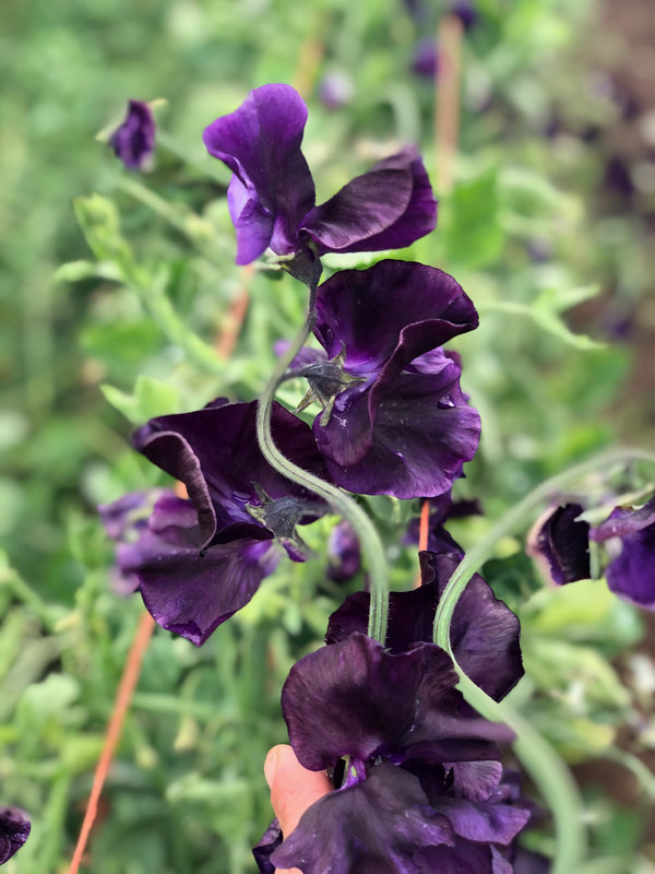 Sweet Pea, 'Just Jenny'