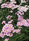 Siberian Yarrow, 'Love Parade'