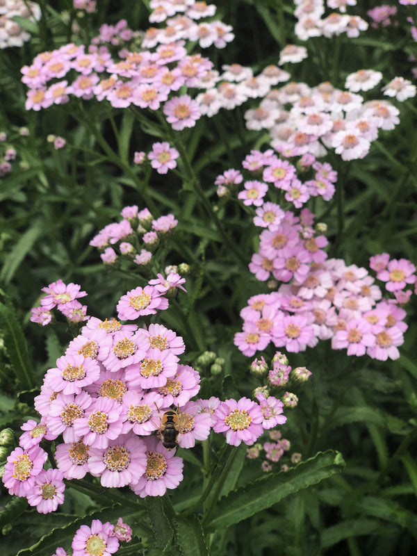 Siberian Yarrow, 'Love Parade'