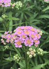 Siberian Yarrow, 'Love Parade'