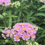 Load image into Gallery viewer, Siberian Yarrow, &#39;Love Parade&#39;
