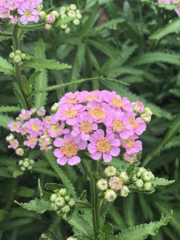 Siberian Yarrow, 'Love Parade'