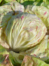 Radicchio (Variegato di Lusia), 'Delta'