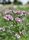 Forget-Me-Not, Chinese, 'Mystery Rose'