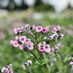 Load image into Gallery viewer, Forget-Me-Not, Chinese, &#39;Mystery Rose&#39;
