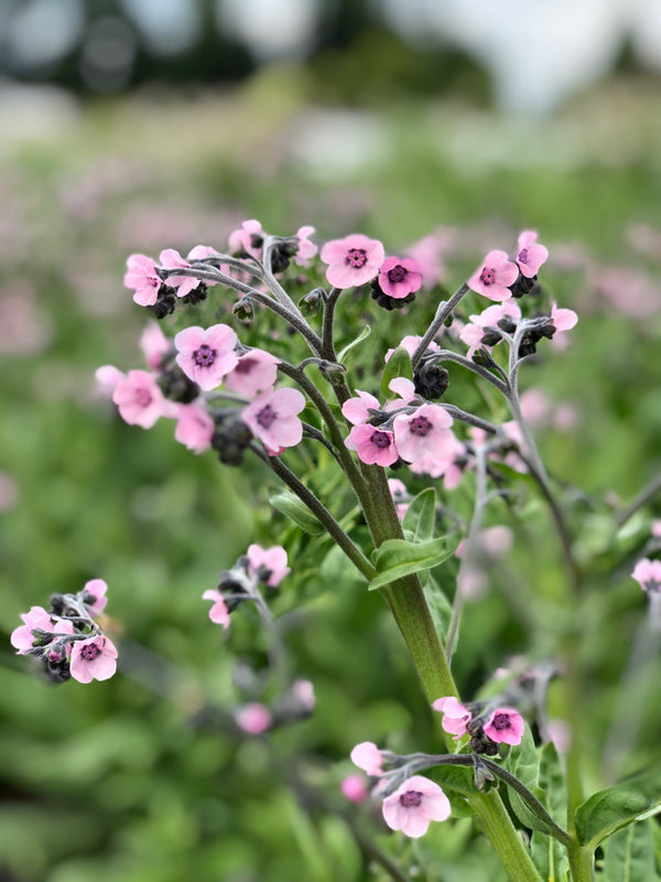 Forget-Me-Not, Chinese, 'Mystery Rose'