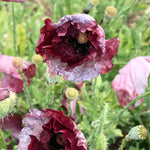 Load image into Gallery viewer, Poppy, Shirley, &#39;Pandora&#39;
