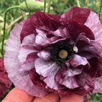 Load image into Gallery viewer, Poppy, Shirley, &#39;Pandora&#39;
