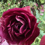 Load image into Gallery viewer, Poppy, Shirley, &#39;Pandora&#39;
